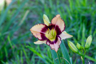 late July lily blossom