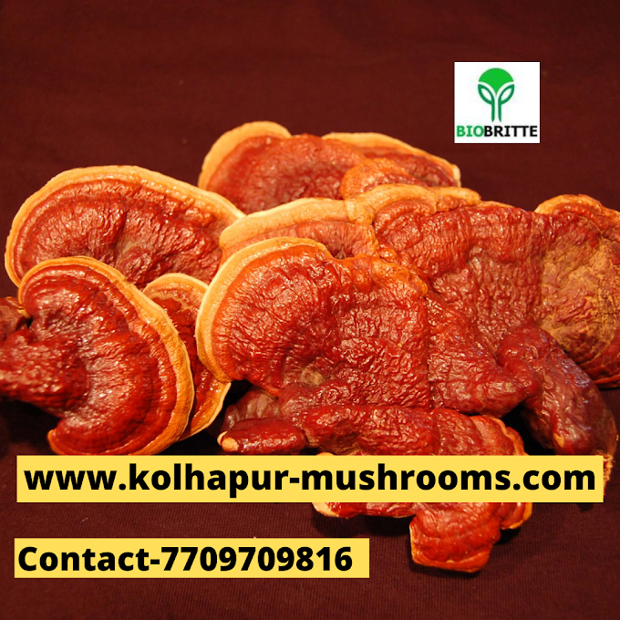 Buy Ganoderma Mushroom Online |Mushroom Spawn Supplier In Dubai | Scope Of Ganoderma Mushroom In Al Bataeh