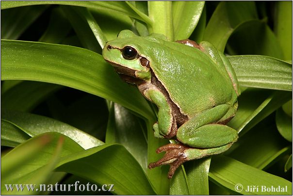 common tree frog