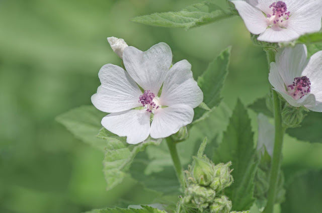 La guimauve, douce plante médicinale