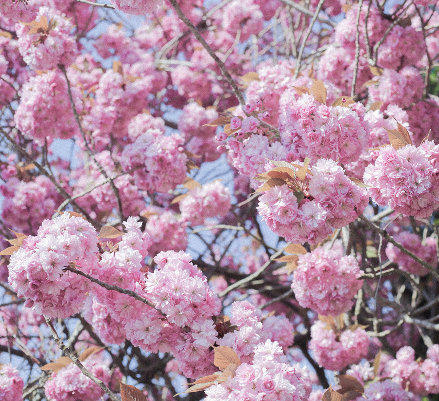 pink cherry blossom alexandra king photography