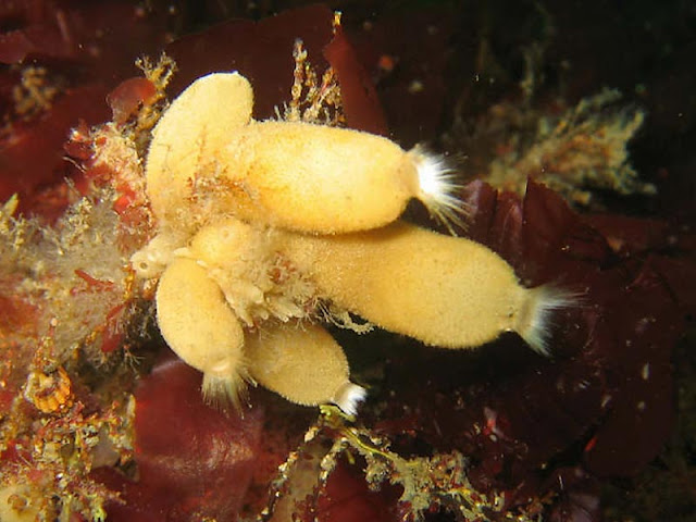 Purse sponge (Sycon ciliatum)