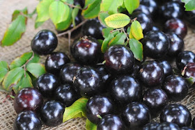 Quả Jabuticaba