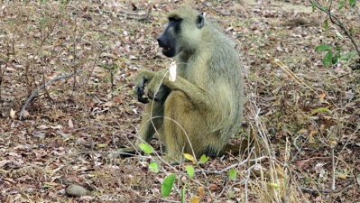 Baboon 2