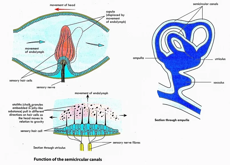 Mechanism of balanced, Functions of the mammalian ear