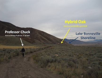 PChuck Hybrid