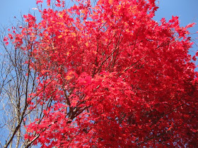 Autumn Leaves Vancouver