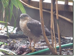SharpShinnedHawk