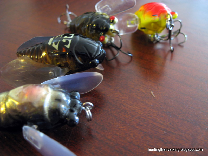 Hunting the River King: Topwater Cicada Lure Reviews: Megabass Grand  Siglett, wLure T4, Jet Tackle Crazy Bug