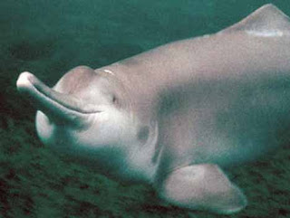 Baiji White dolphins