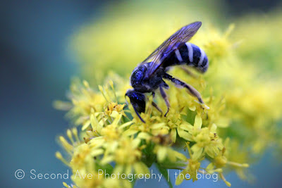 Photography, Photographer, patchogue, photoblog, macro photography, flowers, insects, water, spider web, macro, Virginia photographer, nature, 