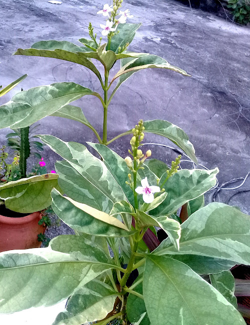 O pseudoerântemo é uma folhagem florífera de fácil cultivo e de grande porte. Torna-se um arbusto ramificado, semi-lenhoso, que pode ultrapassar os dois metros de altura. A planta é nativa das florestas da Polinésia e Malanésia (Oceania).   O cultivo dessa planta pode ser feito em vasos ou diretamente no chão, dentro e fora de casa. 