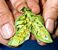 lupulin powder inside hops cone