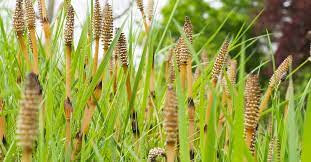 liquid homemade fertilizer made with horsetail