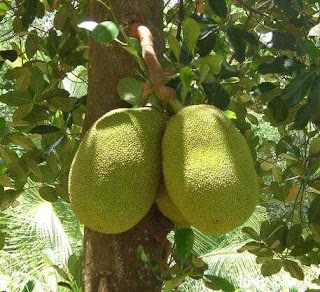 Nangka merupakan tanaman buah berupa pohon yang berasal dari India dan menyebar ke daerah  MEMBUDIDAYAKAN TANAMAN NANGKA