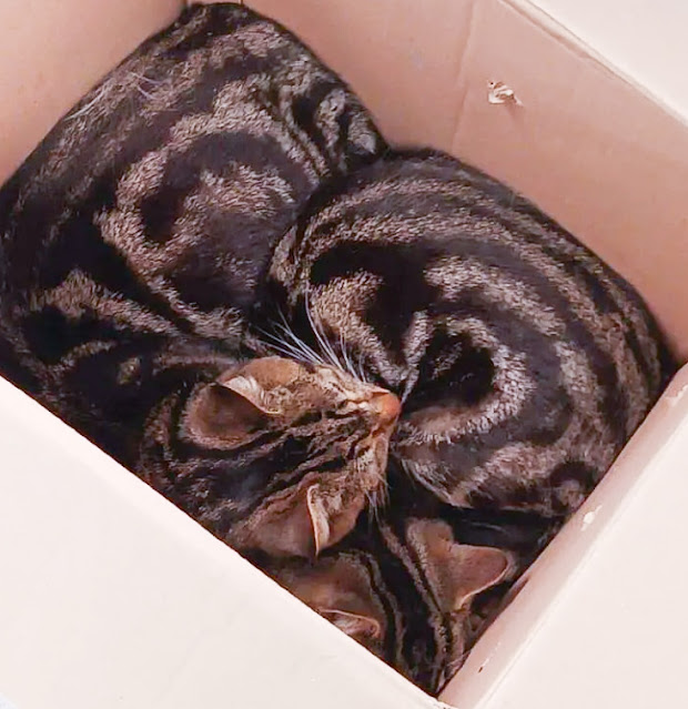 Abandoned tabby cats dumped outside an animal hospital. One of them was heavily pregnant.