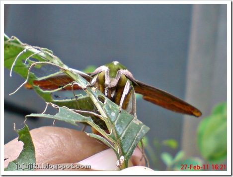 a hawk moth_Pergesa acteus 6