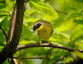 Common Yellowthroat