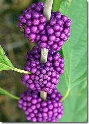 Beautyberry4