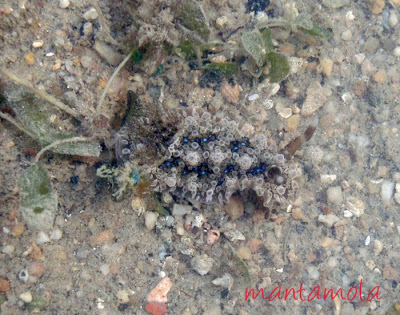 hermit crab shells. hermit crab shells.