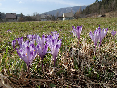 Krokusy 2018, krokusy na Orawie, grzyby wiosenne, grzyby w kwietniu, czarki z krokusami