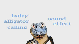 learn alligator animal sound