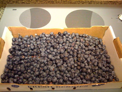 5kg flat of blueberries