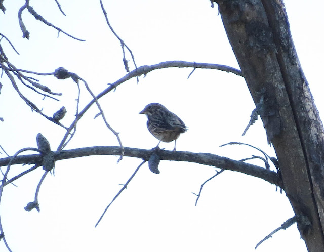 Vesper Sparrow - Grayling, Michigan, USA