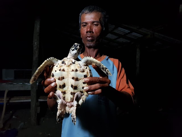 Penyu Sisik Terdampar Di Pantai Bopong Puring
