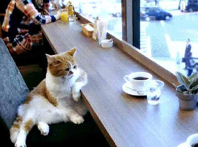 cat drinking a coffee