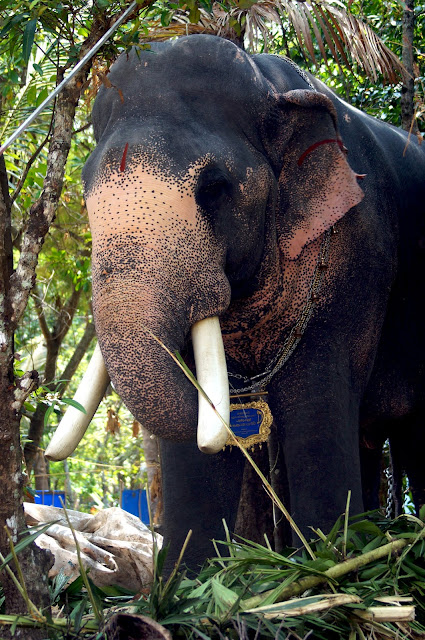 Kerala Elephant Puthupally Keshavan Photos