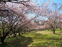 Bosque das Cerejeiras no Parque do Carmo