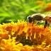Θανατηφόρος πανδημία εξαφανίζει τις μέλισσες του πλανήτη !