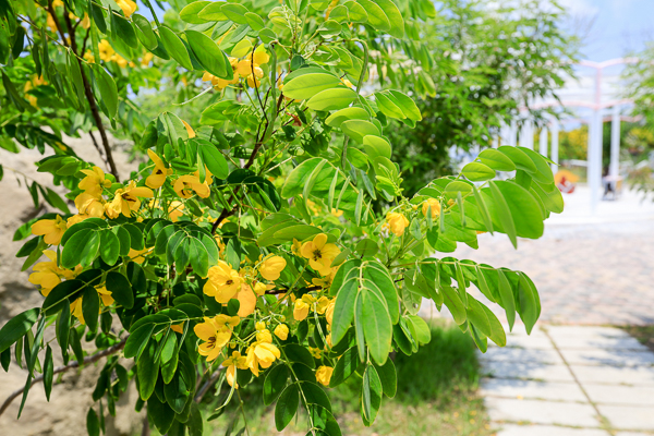 彰化秀水馬興藥草植物園區旋轉木馬好可愛，順遊馬興陳宅益源古厝