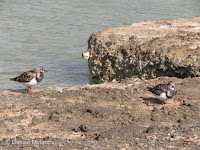 Ruddy Turnstones – Magic Island, Oahu – © Denise Motard