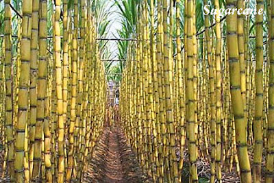 Information about Sugarcane Csah Crop