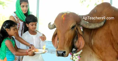 Cow worship