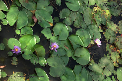 Cape Blue Waterlily - Nymphaea capensis