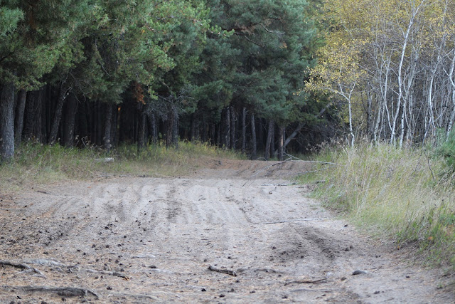 sandy road through forest