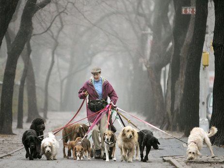 CONVIVENDO COM CÃES