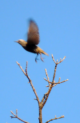 starling taking off