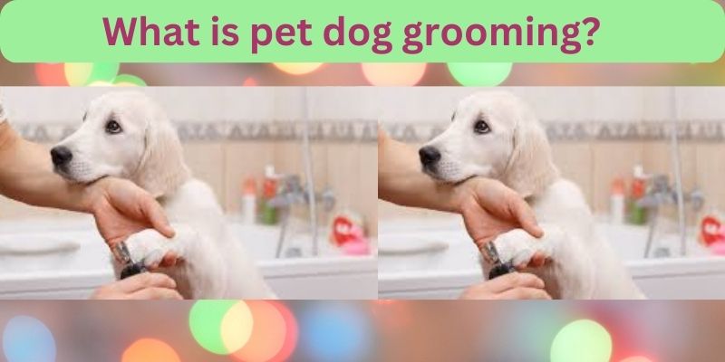 What is pet dog grooming?