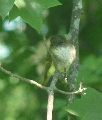 mystery bird