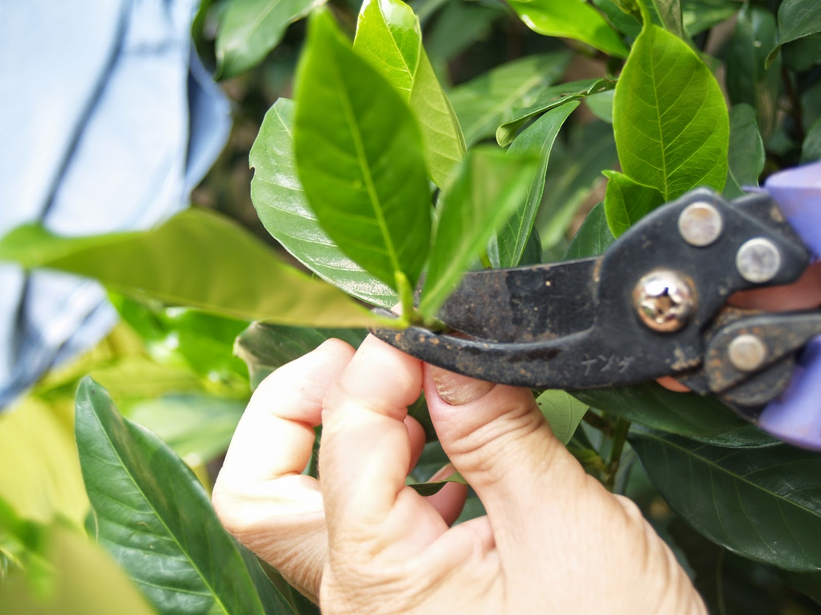 Cara mudah Perbanyakan Tanaman dengan Stek Pucuk Daun  