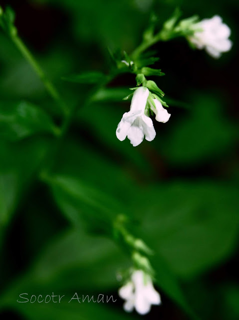 Ancistrocarya japonica