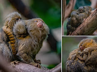 Twin monkeys of world's smallest species has born Chester Zoo.