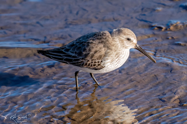 Dunlin