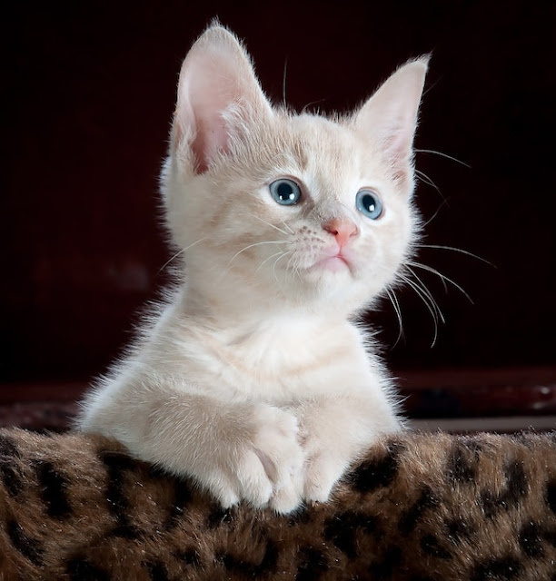 Gato branco de olho azul em uma almofada marrom
