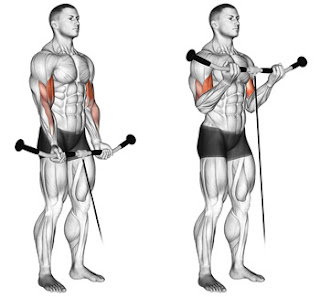 cable curls with rope  cable curl alternative  overhead cable curls  cable curl bar  hammer curl  barbell curl  concentration curls  high cable curl