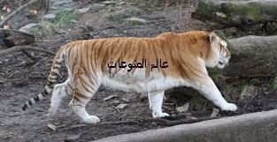 اجمل صور للنمر الذهبي 2014 اجمل صور للنمر الذهبي 2014